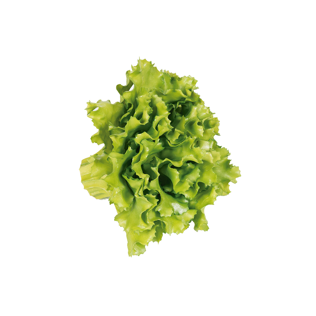 CURLY ENDIVE